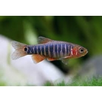 Rasbora Erythromicron 1cm